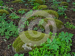 Stones covered with moss. Suwalski landscape park, Podlaskie, Poland.