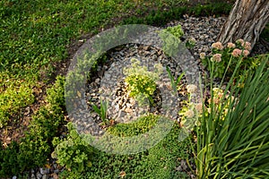 Stones and decorative bushes in landscape design