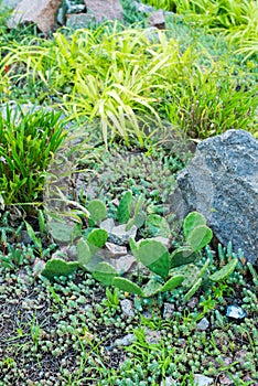 Stones and decorative bushes in landscape design