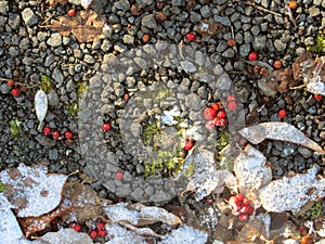 Stones, fallen leaves, and Rowan berries