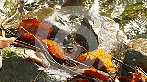 Stones, Floating autumn leaves