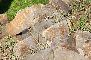 Stones in the flowerbed. Decorative stones. Stones for the decor of flower beds with flowers. The stone is brown. Beautiful stones