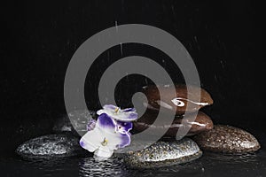 Stones and flowers in water on background, space for text. Zen lifestyle