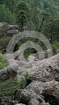 Stones in the forest