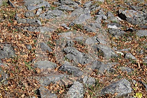Stones, grass and fallen leaves