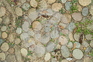 Stones, grass and plant root on ground, used as Background and Texture.