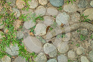 Stones, grass and plant root on ground, used as Background and Texture.