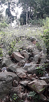 Stones grass and trees are in a slop down land