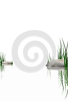 Stones & grass at waters edge