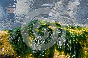 stones with green algae in clear sea water