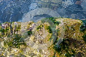 stones with green algae in clear sea water