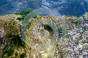 stones with green algae in clear sea water