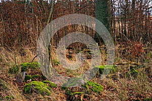 Stones with green moss in a winter forest. Photo from Eslov, Scania, Sweden