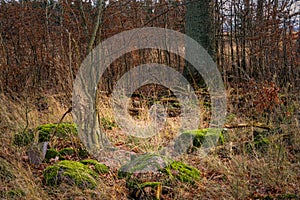 Stones with green moss in a winter forest. Photo from Eslov, Scania, Sweden