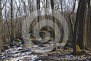 Stones on the hill covered by trees and snow