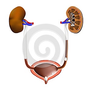 Stones in the kidney, urinary bladder and ureter