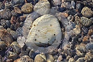 Stones lying on the bottom of the sea, trembling water and blurring of the image.