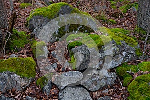 Stones with moss in scandinavian woods. Swedish nature. Backgroun