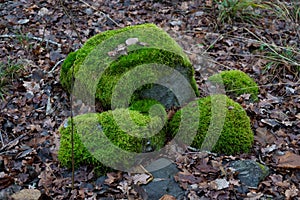 Stones with moss in scandinavian woods. Swedish nature. Backgroun