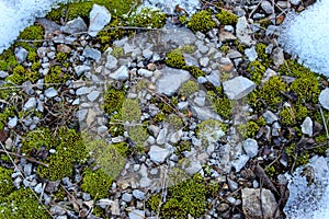 Stones. Moss. Snow. Background. Stones and mosses