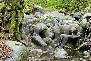 Stones. Mountain stream. The rocky shore. Water flows over rocks.