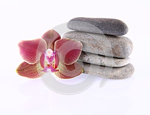 Stones and orchid