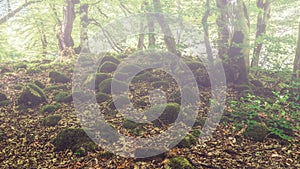 Stones overgrown with green moss in a foggy forest