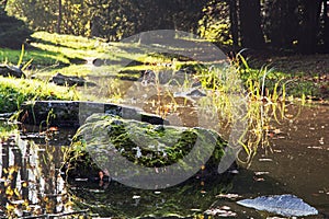 Stones overgrown with moss in a creek