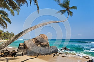 Stones and palm trees on a sandy beach of Hikkaduwa in Sri Lanka photo