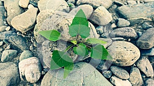 Stones and plant background. A small green blade of grass grows between the lifeless stones.