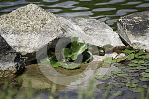 Stones processed from nature