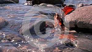 Stones and red leaves in water