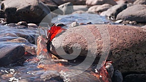 Stones and red leaves in water