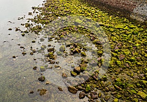 Stones in a river bed with green moss