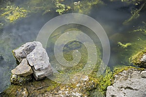 Stones in a river overgrown with moss