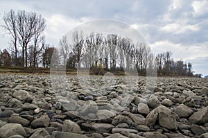 Stones in the riverbed in front of bare trees.