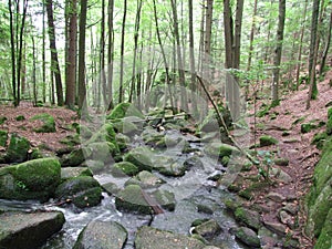 Stones rocks in a wild stream in the bavarian forest
