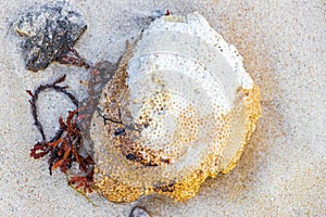 Stones shells corals on beach sand Playa del Carmen Mexico