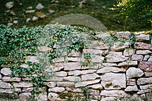The stones are stacked on top of each other in the form of a wall with ivy curling along the top.