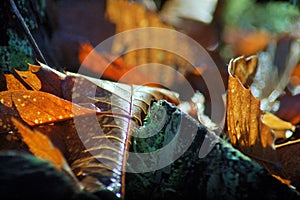 Amazing brown and gold leaves near a stone under the sunlight. photo