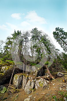 Stones and trees .