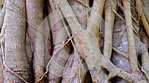 The stones and trees beside the brook