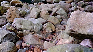 The stones and trees beside the brook