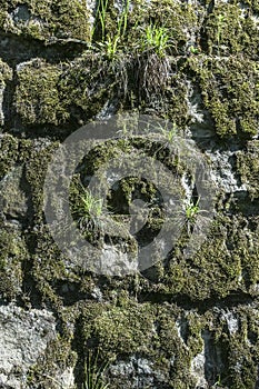 Stones wall as a background.