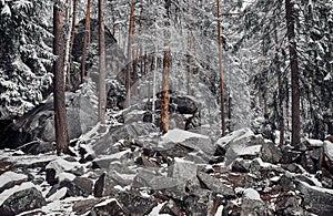 Stones in the winter forest. Carpathian landscape
