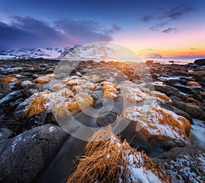 Stones with yellow grass in ice on the beach, snowy mountains