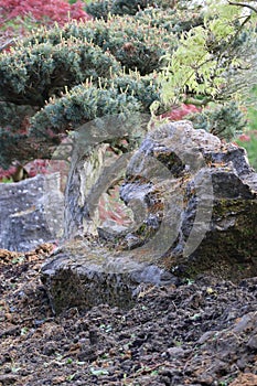 Stones in the Zen garden