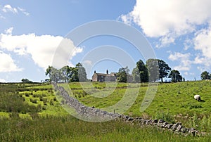 Stonewall and farmland in the Yorkshire Dales, England.