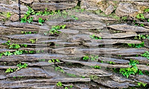 Stonewall with grass and leaf