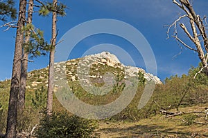 Stonewall Peak Framed by the Trees